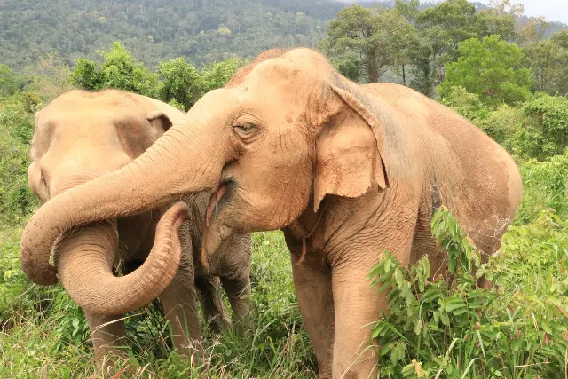 Koh Samui: Ethical Elephant Accueil Sanctuary avec Transfers, photo 2