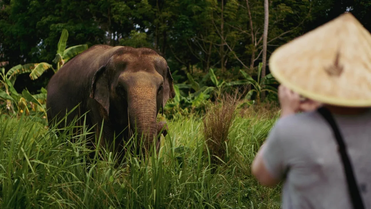 Koh Samui: Ethical Elephant Accueil Sanctuary avec Transfers, photo 1