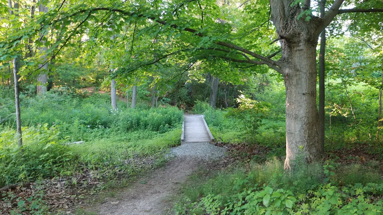 A woodland walking path leading across a small footbridge
