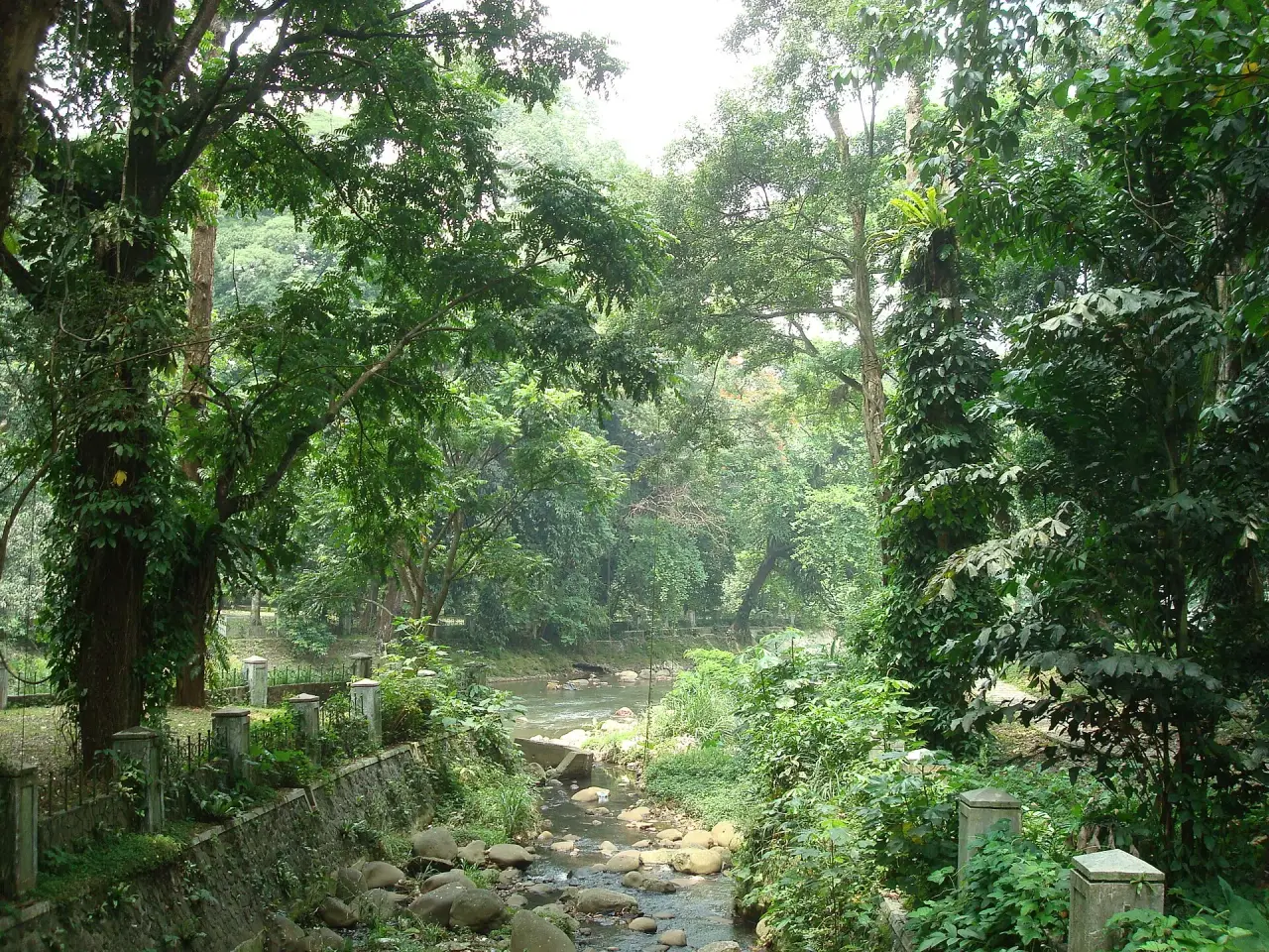 Green trees, climbing plants and a rocky river inside Bogor Botanical Gardens in Java.