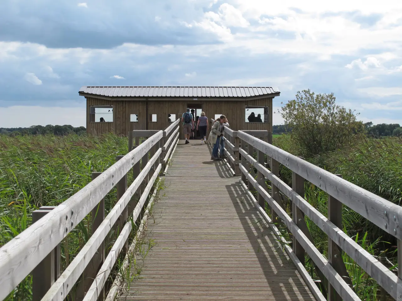 Visitors walking along a raised wooden boardwalk towards Island Mere Hide at RSPB Minsmere.