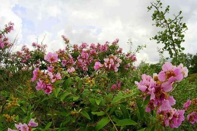 Pha Luang Forest Park: a woodland outing in Ubon, travel inspiration