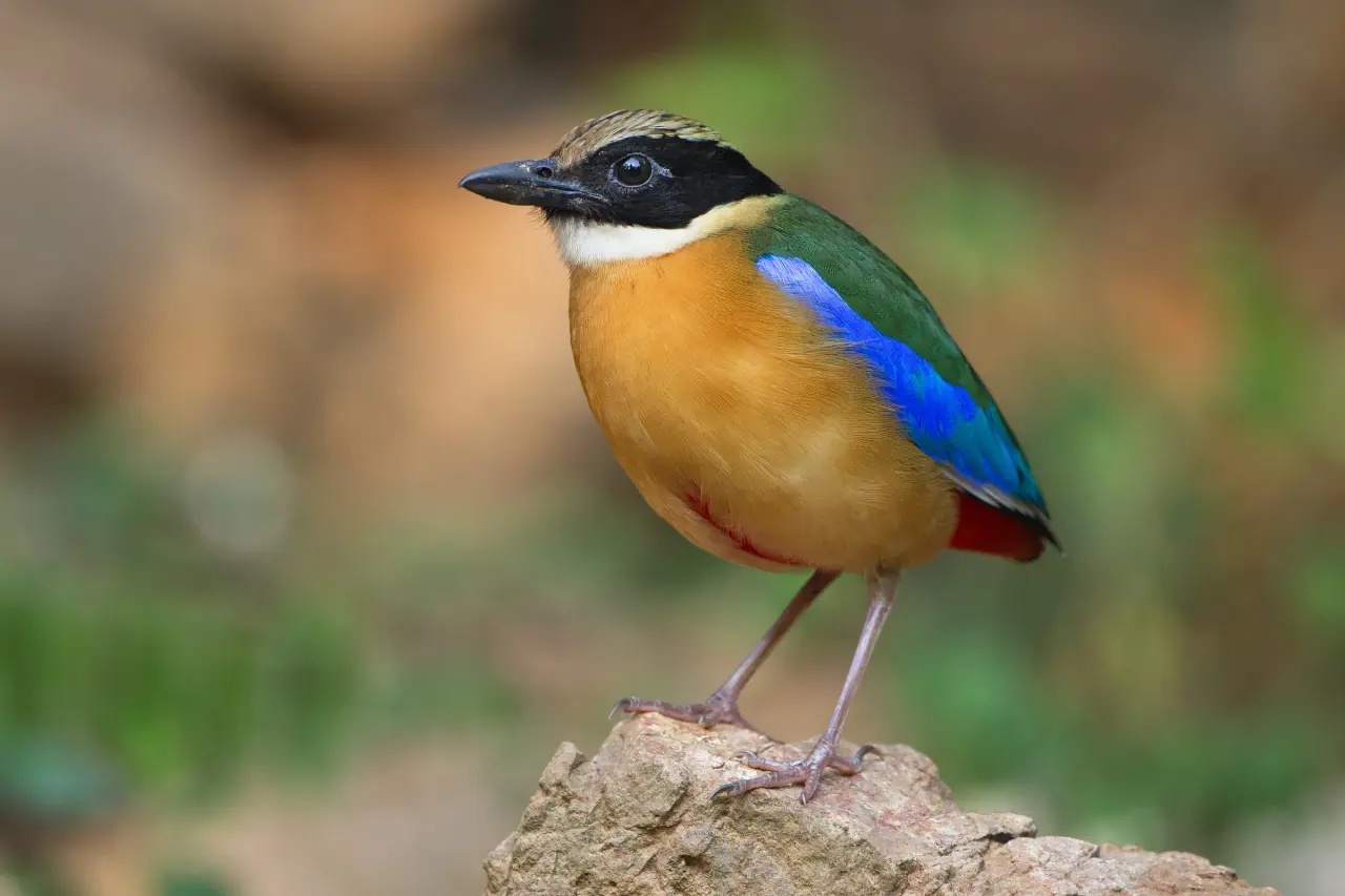 Una pita de alas azules con un azul intenso en las alas se posa sobre una roca en el parque nacional de Kaeng Krachan.