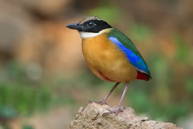 Kaeng Krachan: plan a forest and birdwatching day around one area, travel inspiration