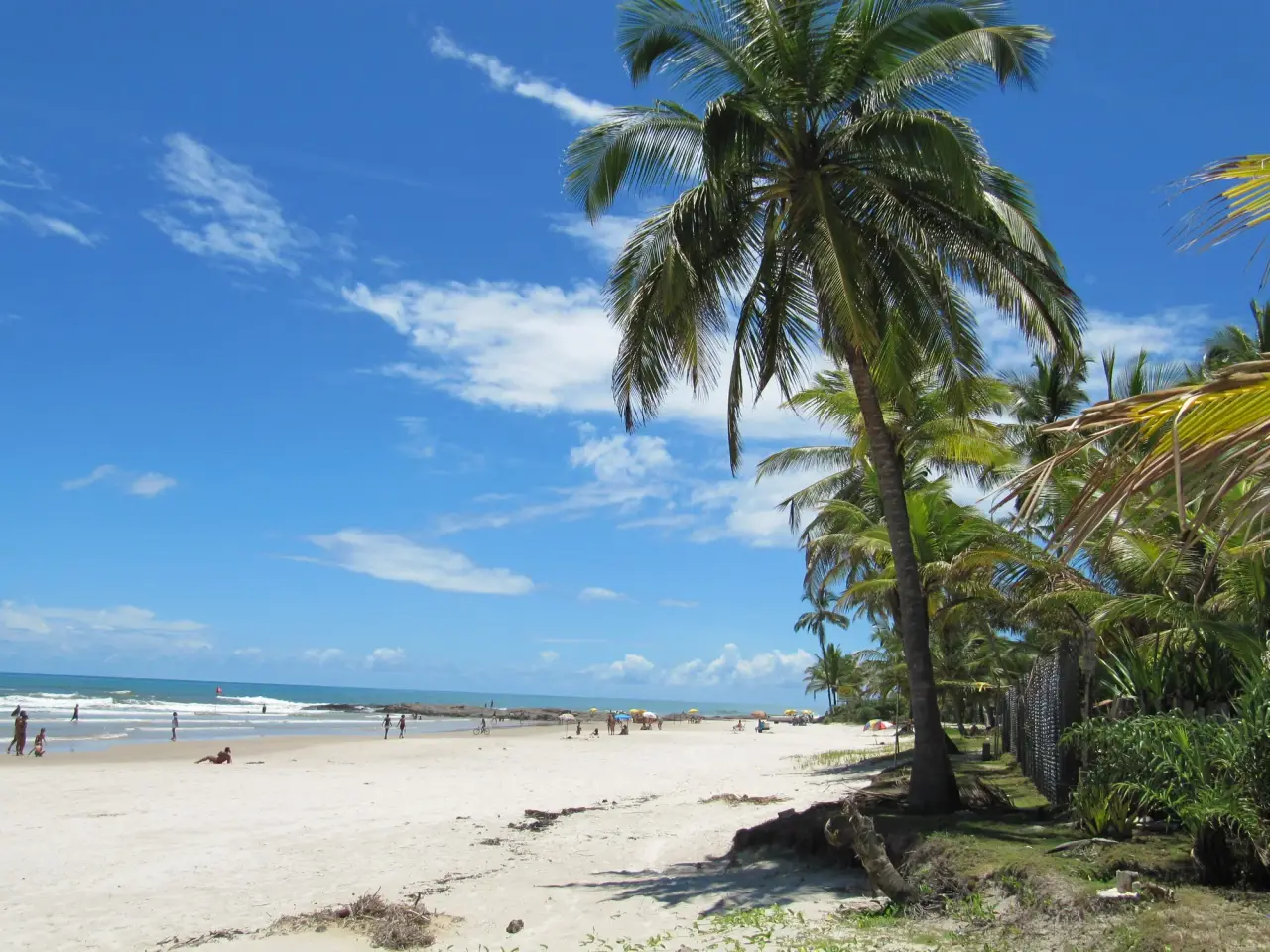 A sunny pale-sand beach stretches beside palm trees under a bright blue sky.