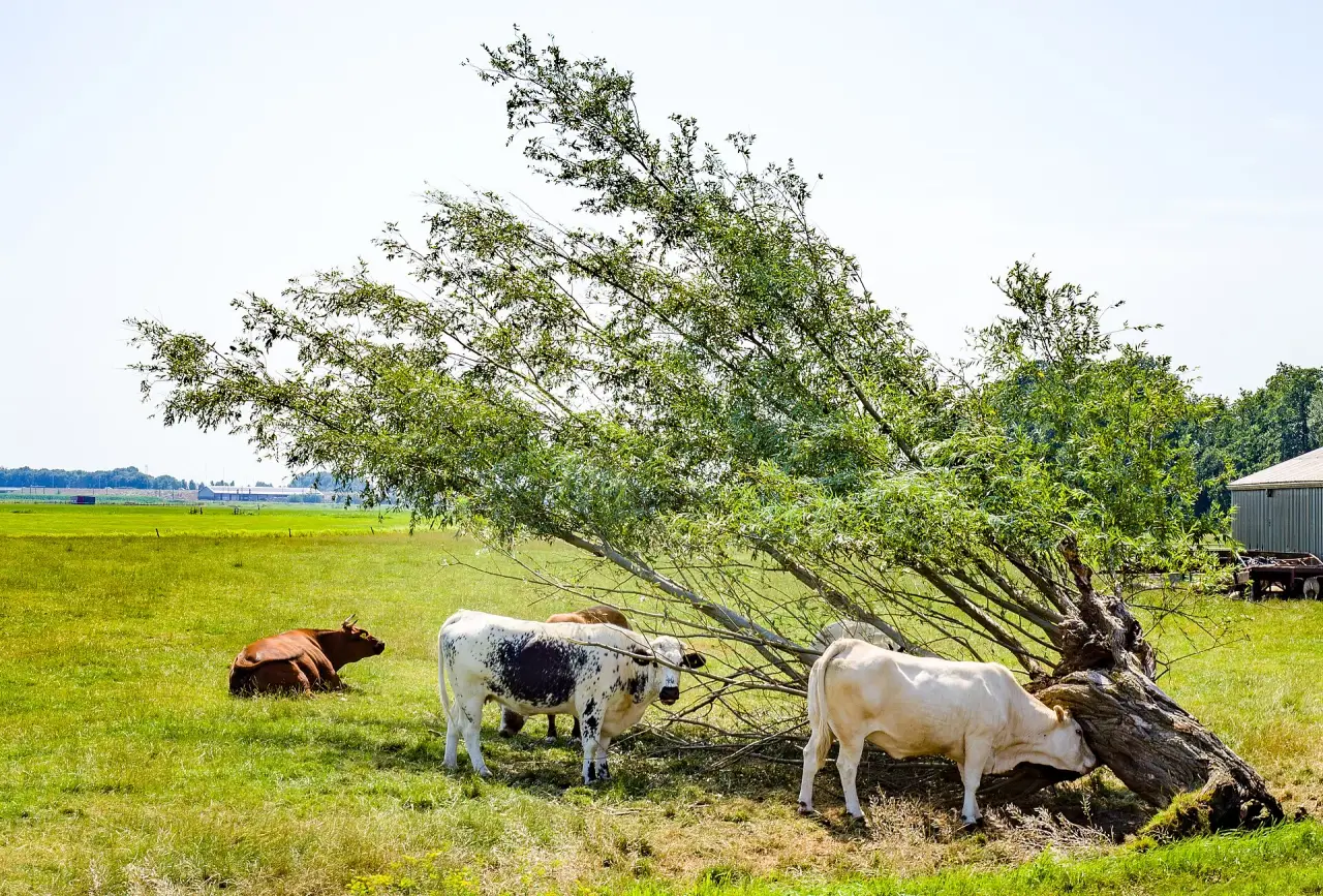 Cows beside a leafy tree in a sunlit pasture in the Netherlands