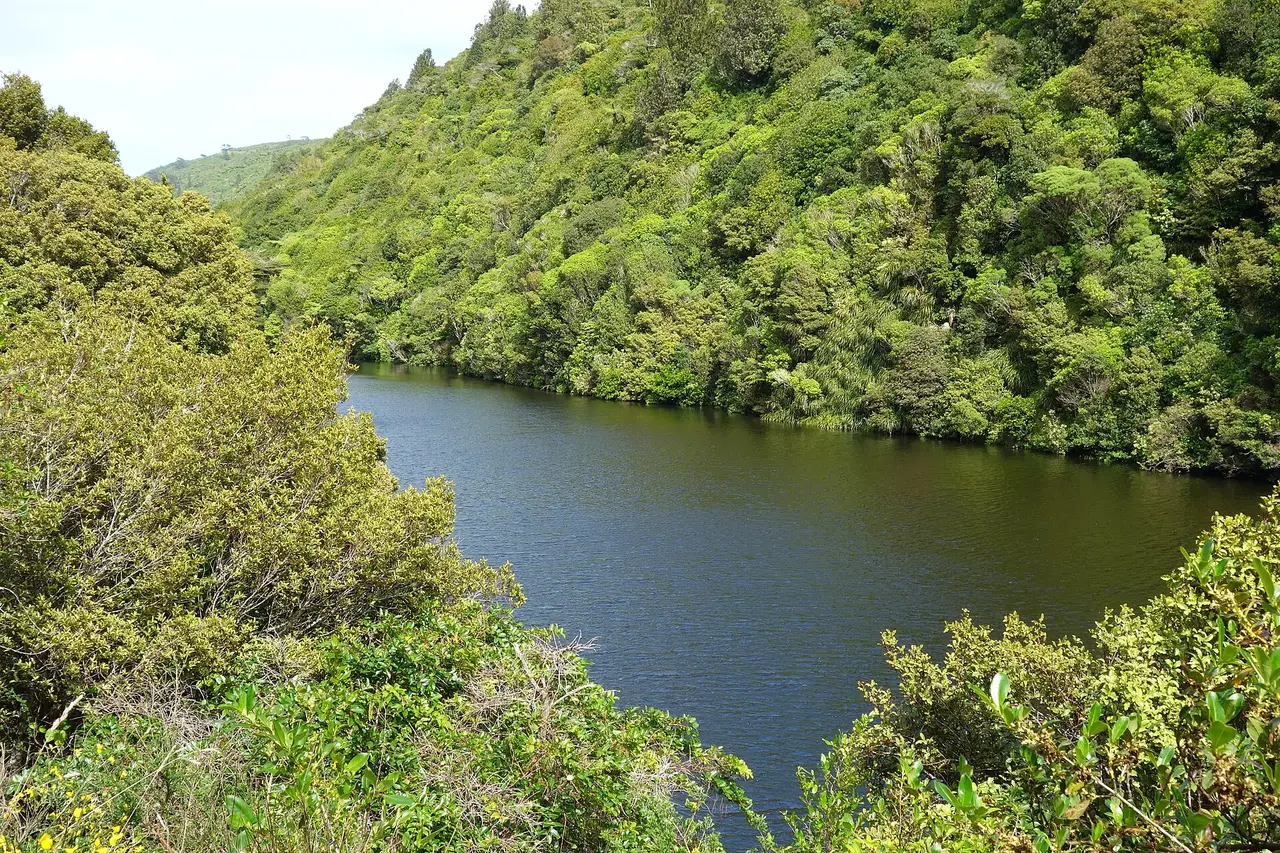 Sunlit native forest around the reservoir at Zealandia sanctuary in Wellington