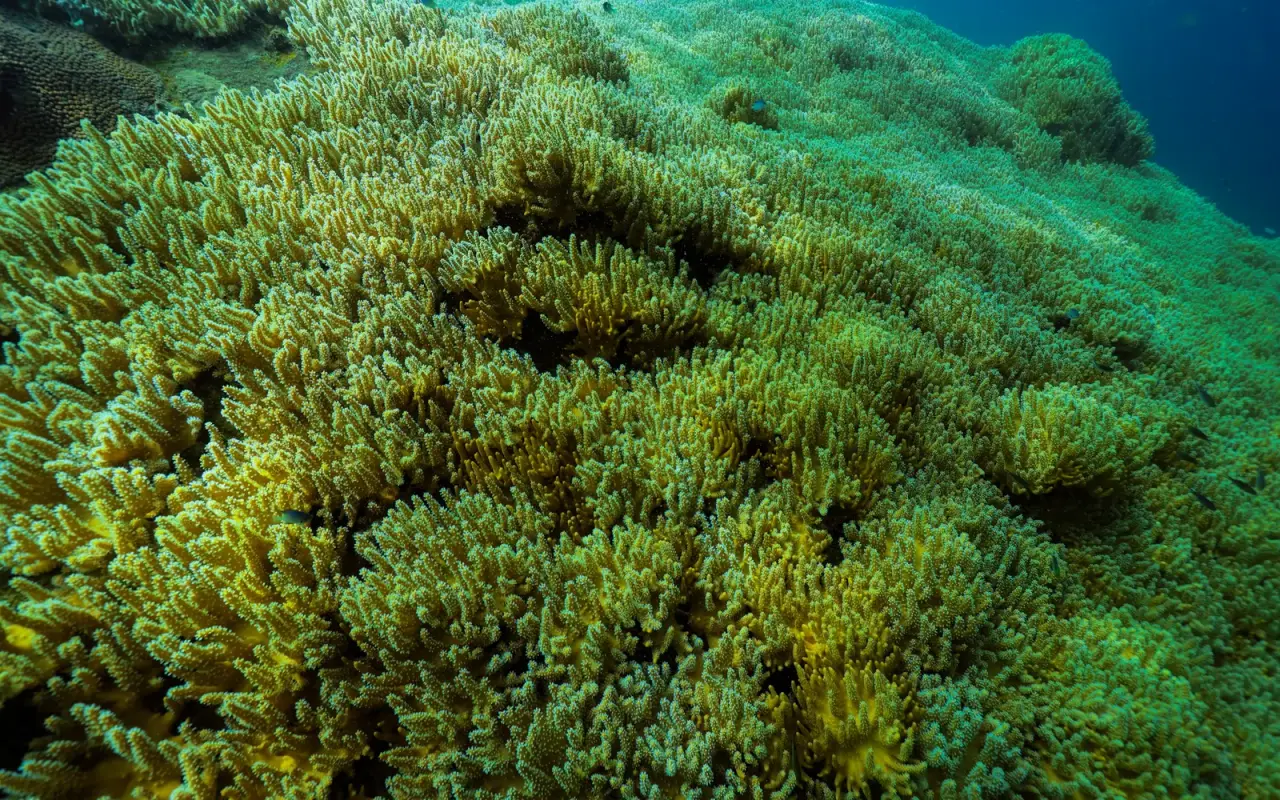 Colourful living coral on a reef off Koh Tao
