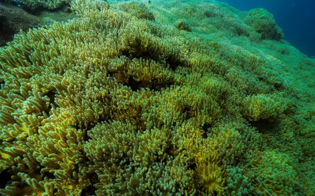Koh Tao Diving Courses: Open Water Certification or a Discover Experience?, travel inspiration