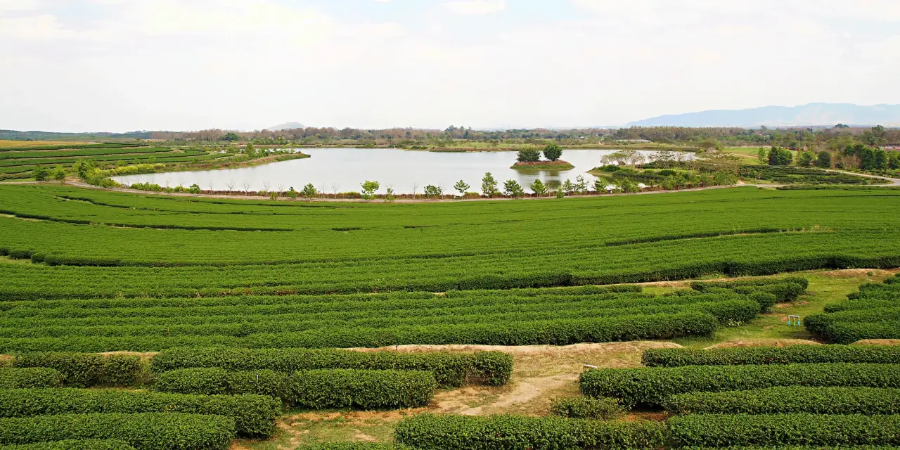 Green tea rows beside a lake at Singha Park in Chiang Rai.