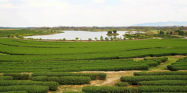 Singha Park in Chiang Rai: tea landscapes, walking time and paid activities, travel inspiration