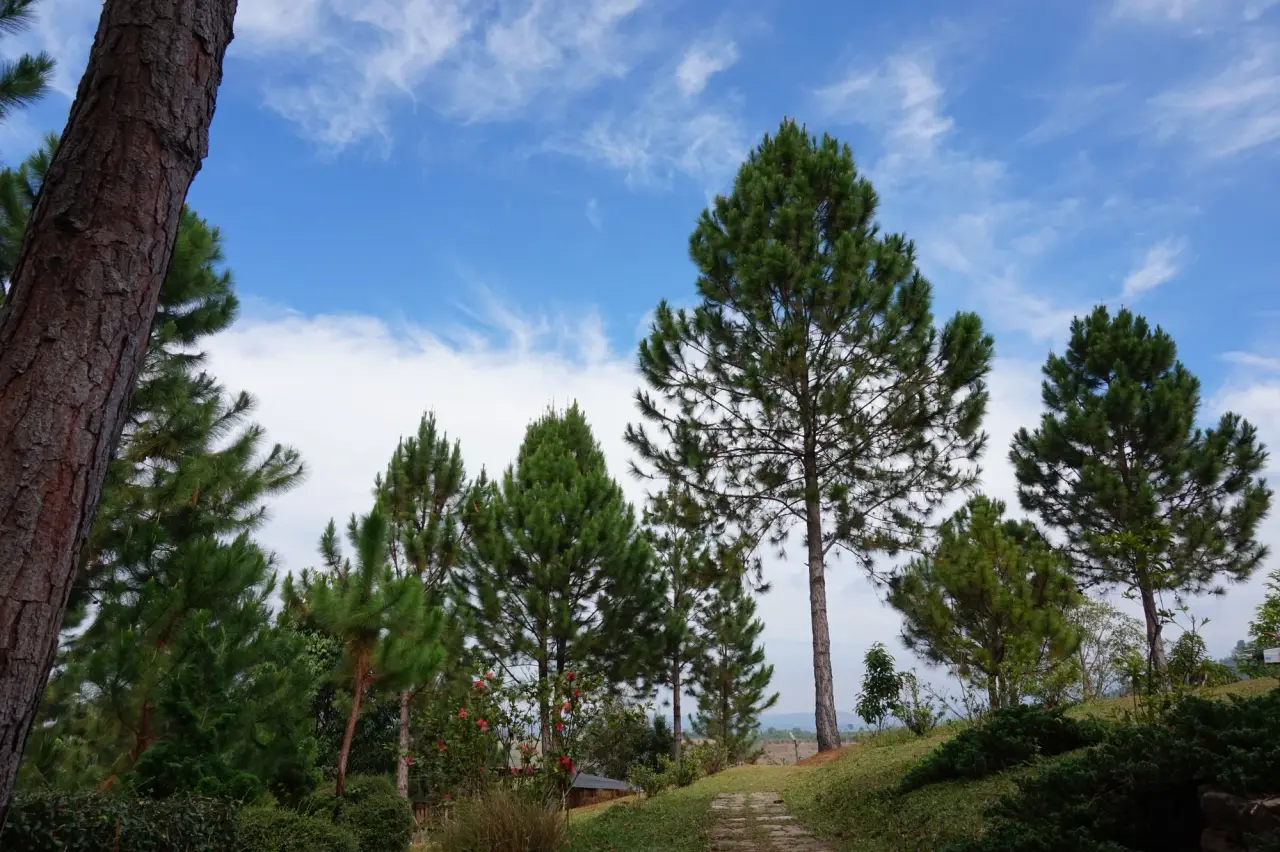 Pine trees beneath a clear blue sky in Khao Kho National Park, Phetchabun.