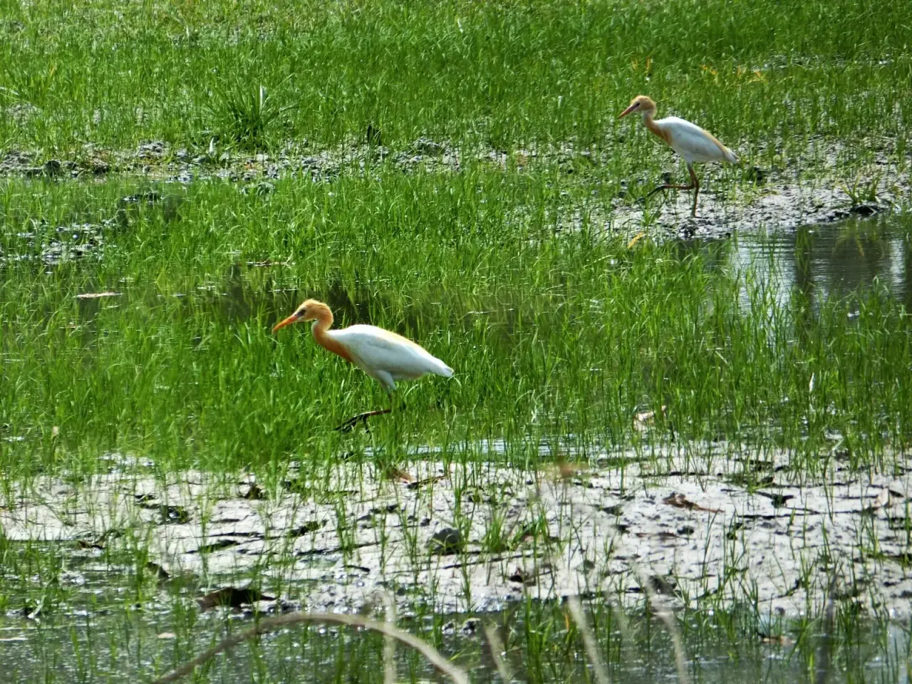 White wading birds feeding among bright green wetland plants at Thale Noi in Phatthalung