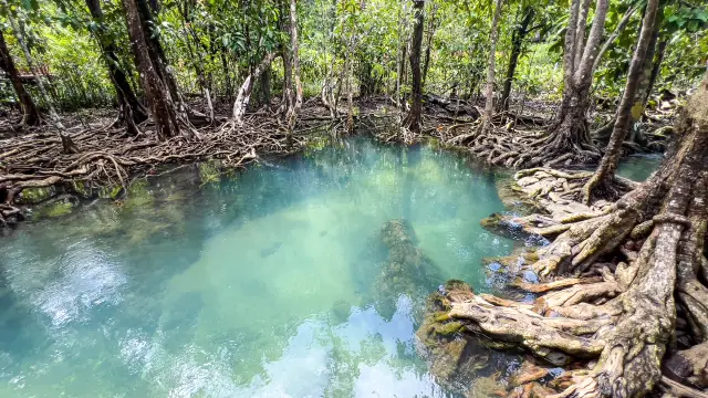 Tha Pom Khlong Song Nam: a short walk where fresh and tidal water meet, travel inspiration