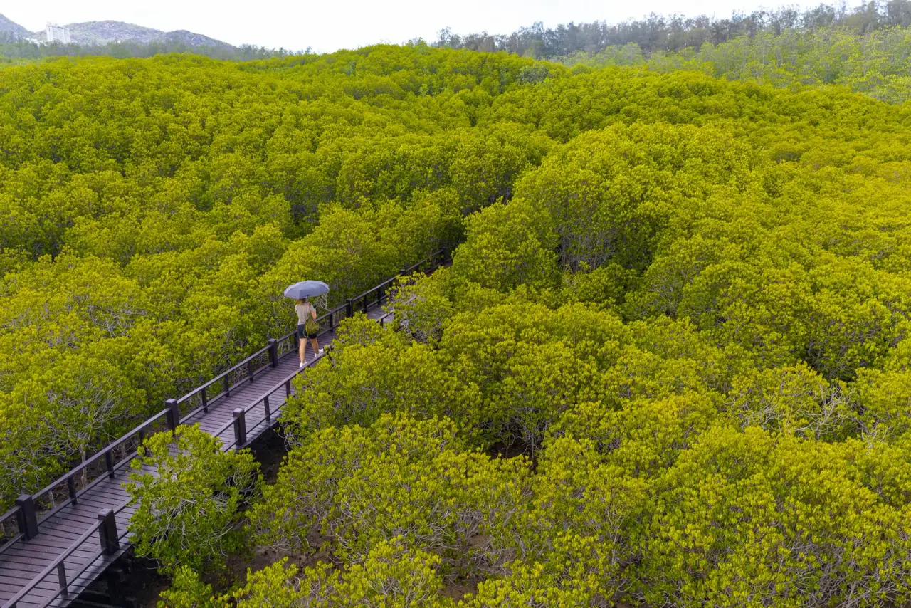 A boardwalk winds through golden-green mangrove canopy at Pran Buri Forest Park.