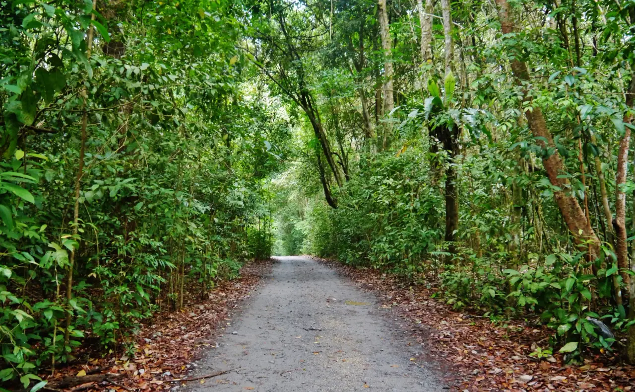 A quiet path through lush green woodland on Pulau Ubin, Singapore