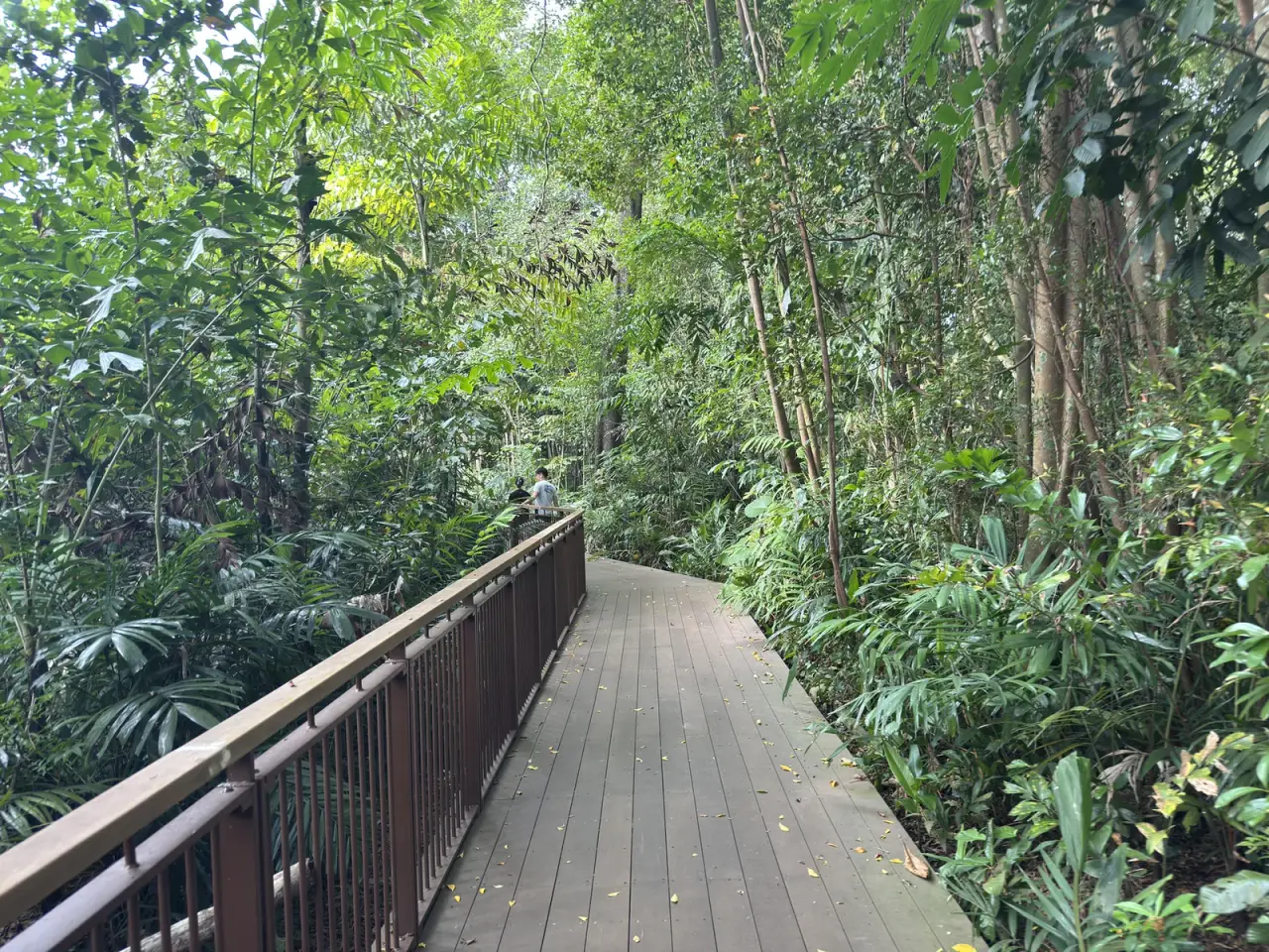 A wooden boardwalk curves through green mangroves at Sungei Buloh Wetland Reserve in Singapore