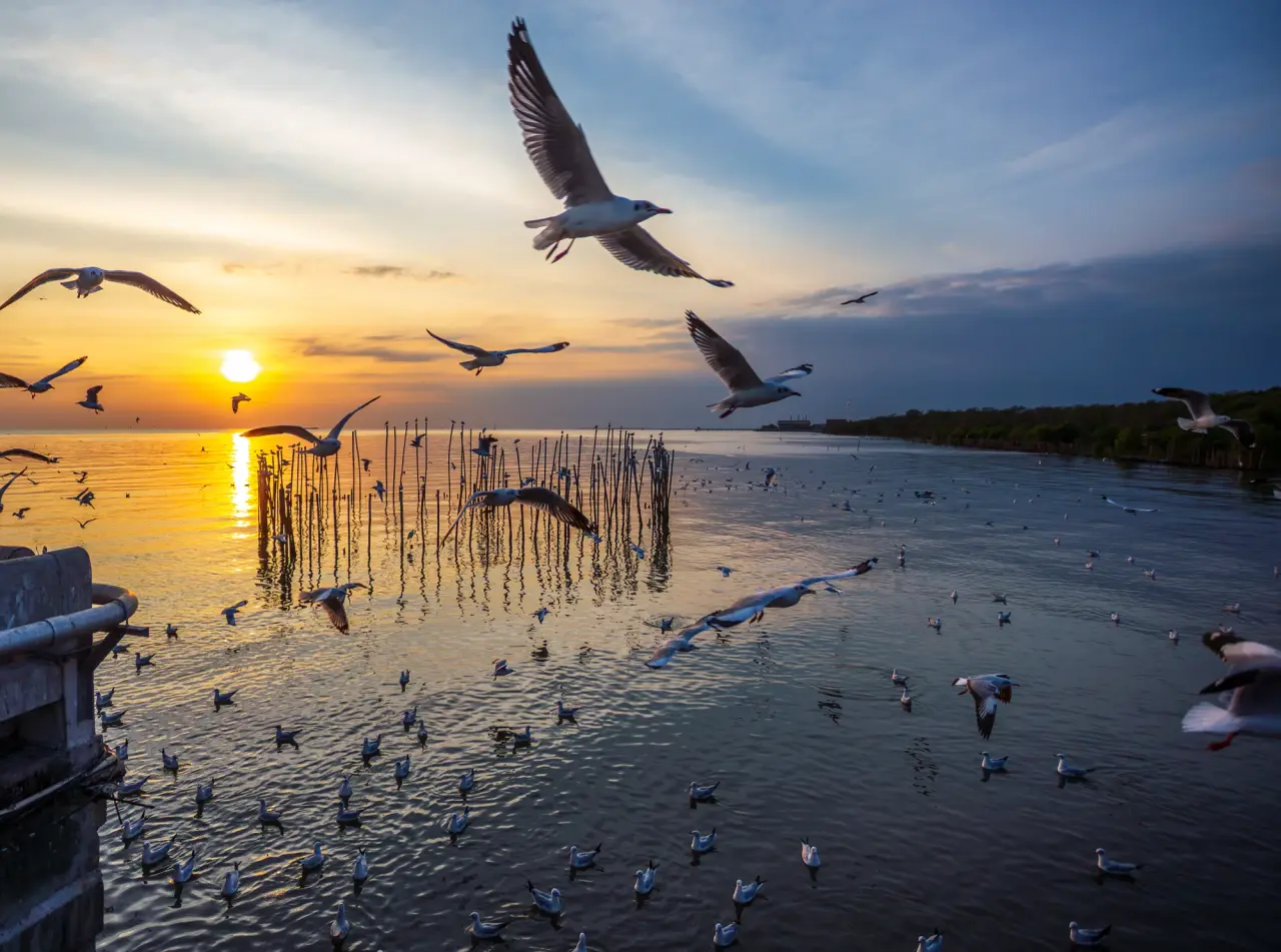 Gulls flying above the Bang Pu coast in warm sunset light
