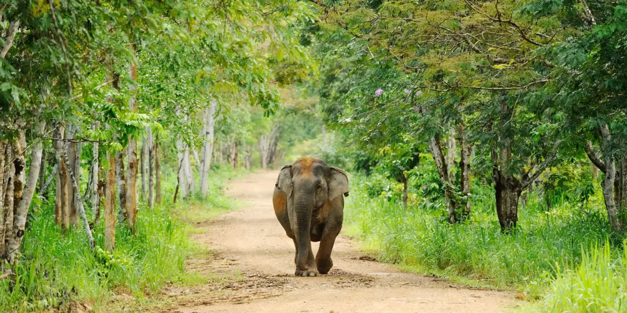 A wild Asian elephant walking along a sunlit forest road in Kui Buri National Park