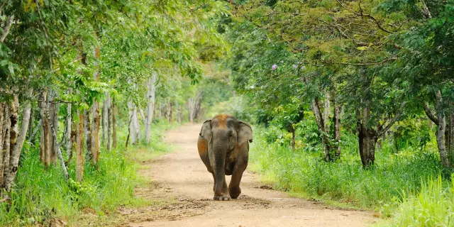 Kui Buri: book a wildlife outing with realistic elephant expectations, travel inspiration