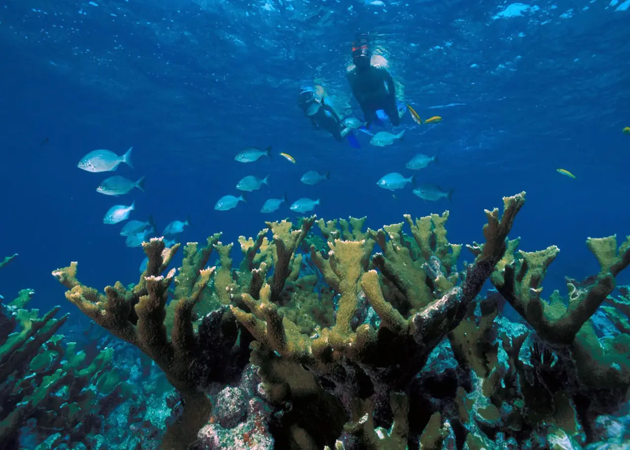 Schnorchler beobachten Fische über Elchhornkorallen in klarem blauem Wasser im Biscayne-Nationalpark in Florida.