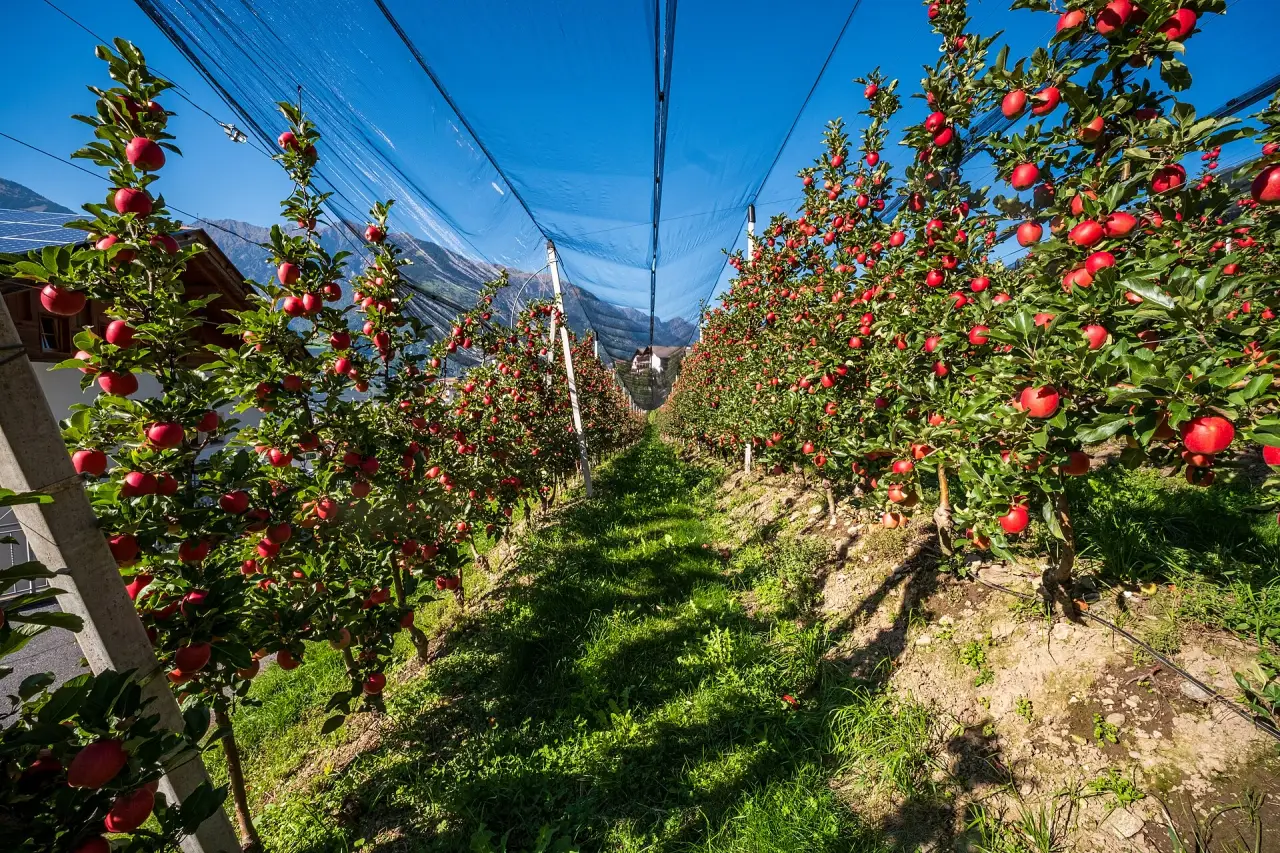 Manzanas rojas en los árboles de huerto iluminados por el sol debajo de la red protectora en Schenna, Tirol del Sur