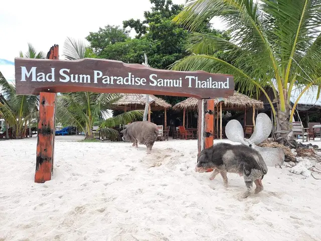 Pigs and palm trees at Mad Sum Paradise on Koh Madsum