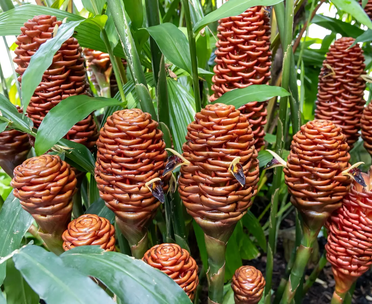Copper-coloured cone-shaped flowerheads and green leaves of Zingiber spectabile at Kew Gardens