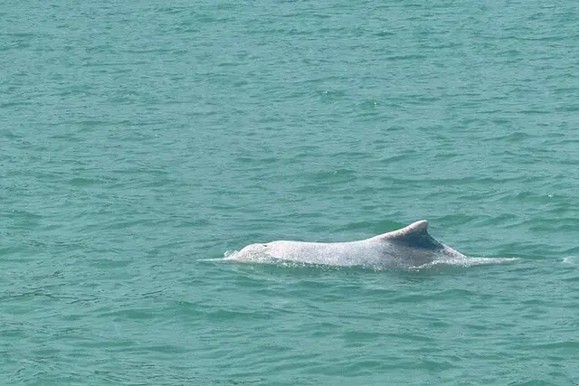 Watching a wild dolphin at the surface