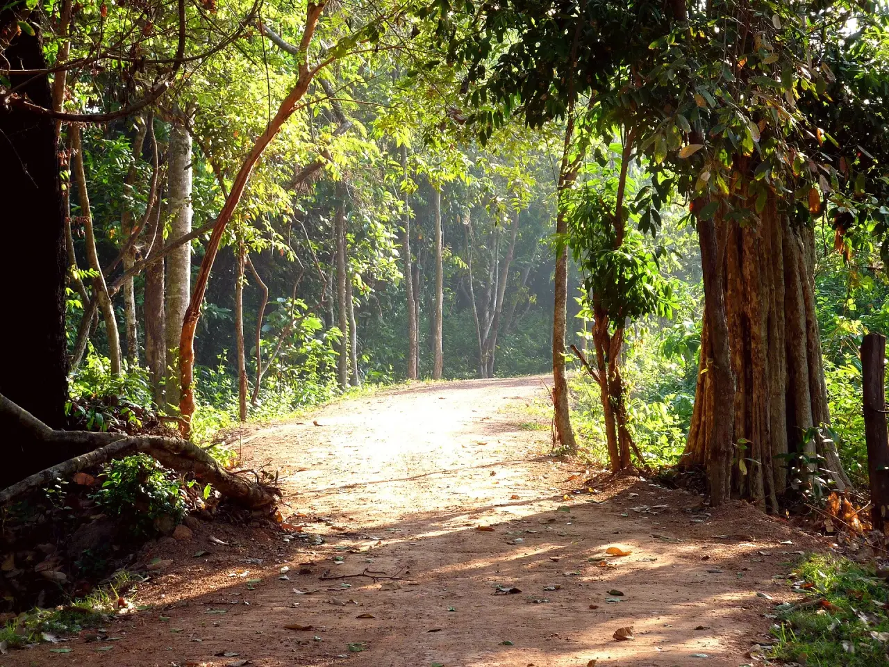 Sunlight on a woodland approach path near Banteay Srei in Cambodia