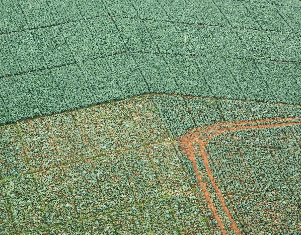 An aerial detail of green cabbage plots and farm tracks on Phu Thap Boek, Phetchabun.