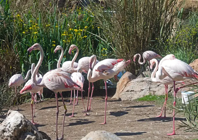 Valencia Oceanogràfic: habitats, show choices and a manageable aquarium day, travel inspiration