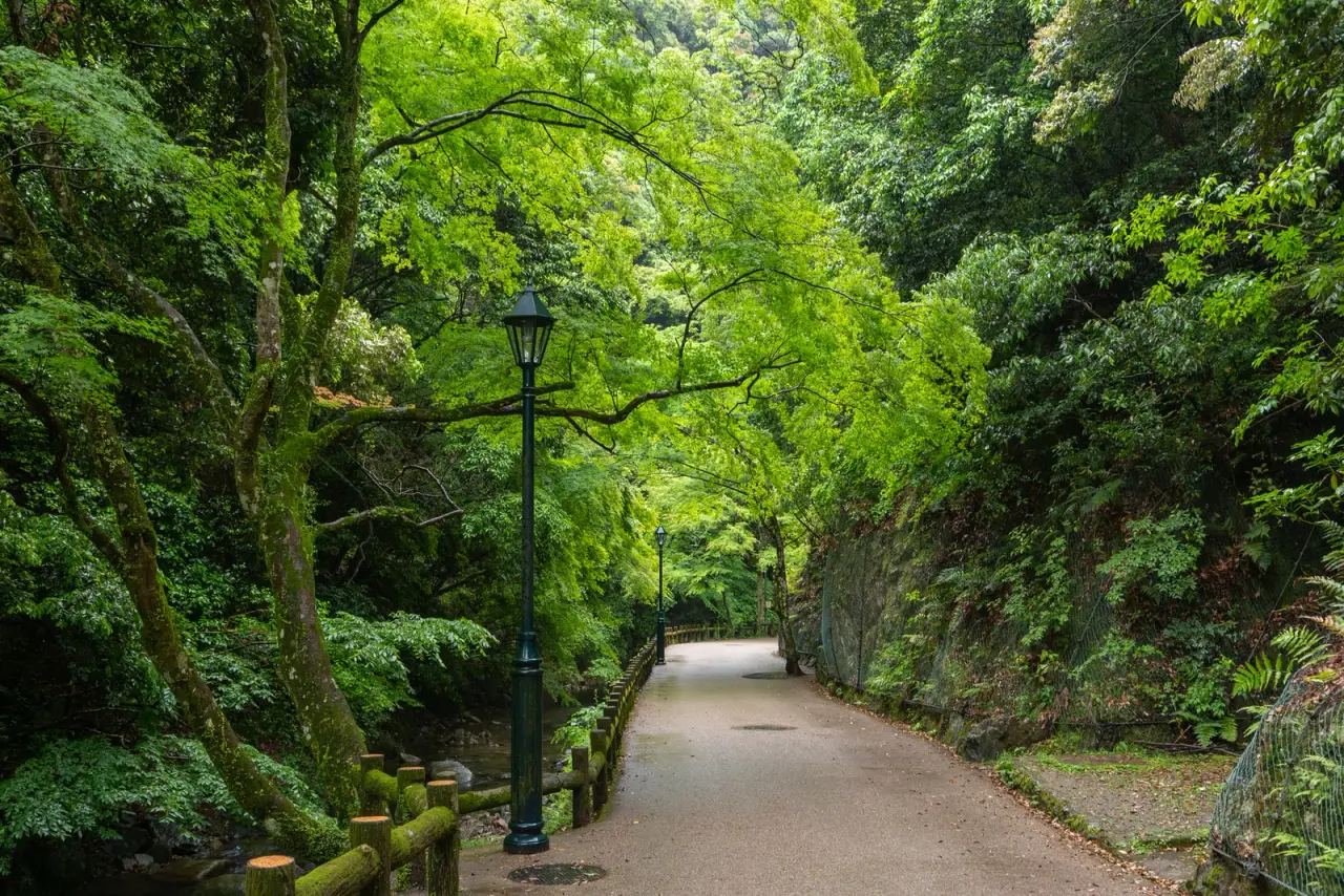 A lamp-lined walking path beneath fresh green trees in Minoh Park, Osaka