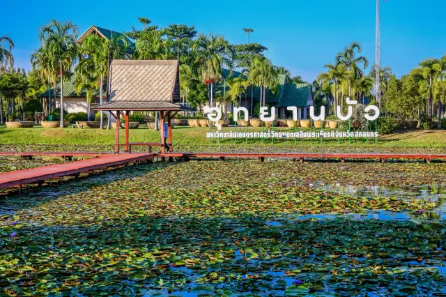Sakon Nakhon Lotus Park: a Kasetsart garden visit, travel inspiration