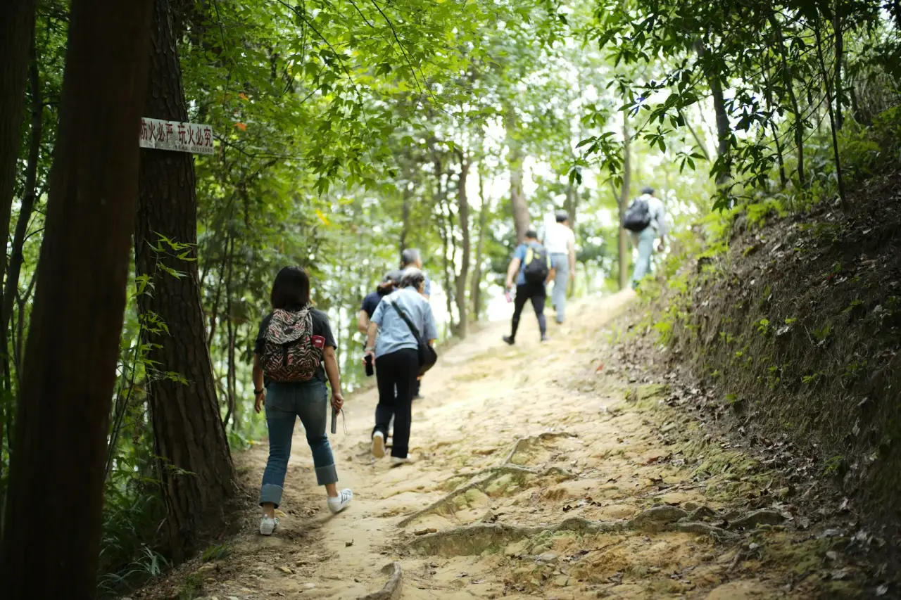 A small group of hikers walking uphill along a forest path