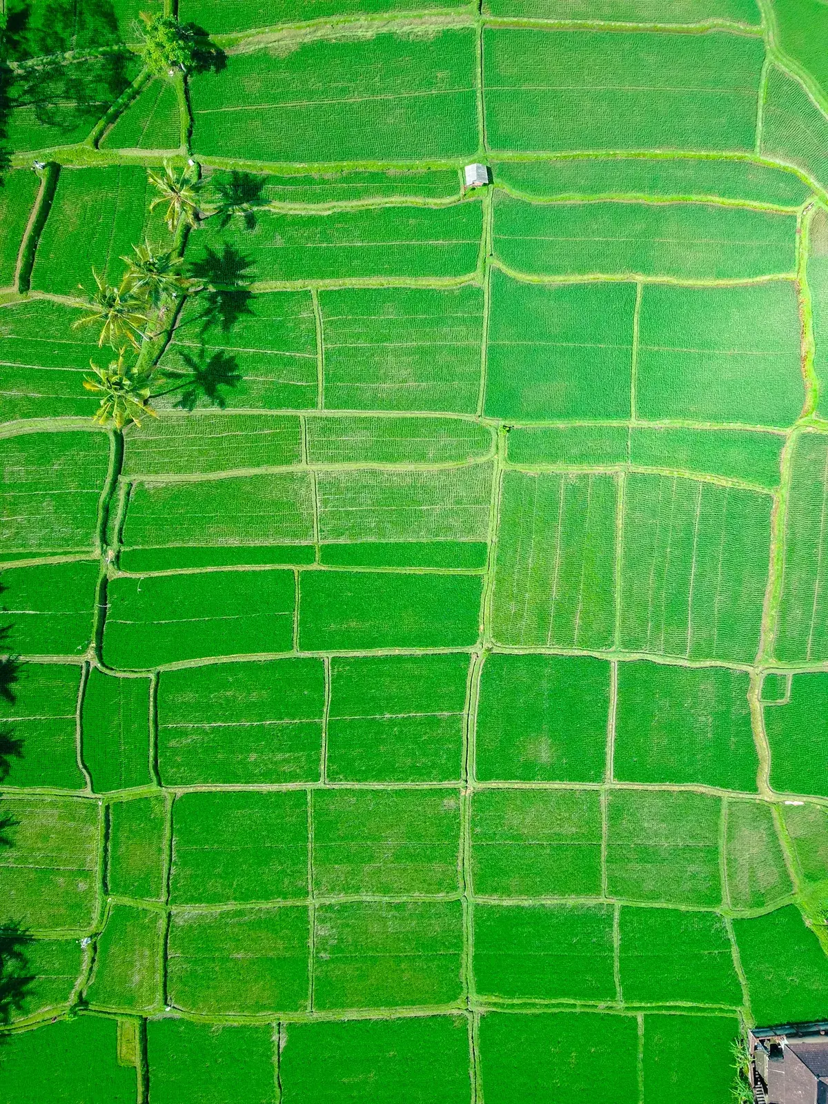 Ubud or south Bali: choose one base or split the stay, Tripnatic destination guide