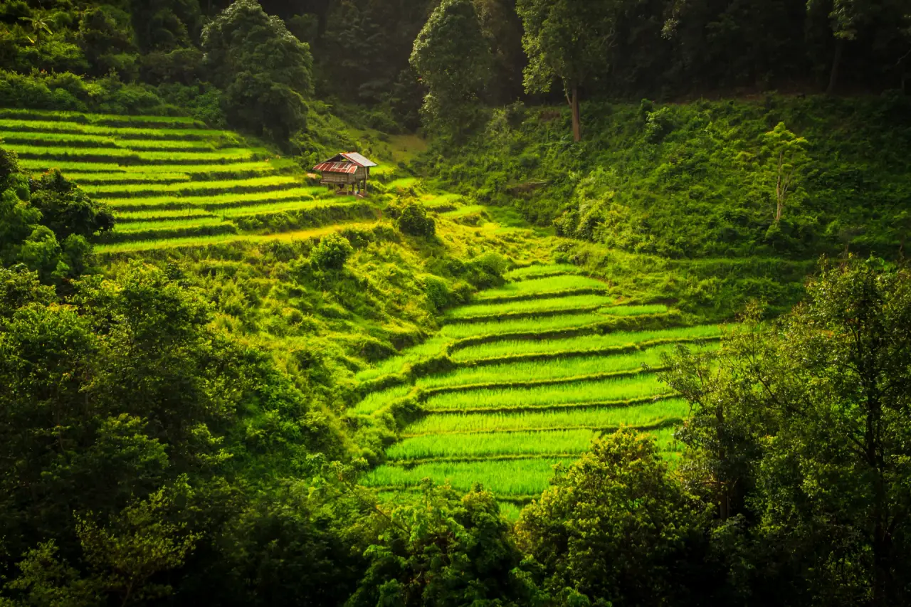 Green rice terraces and a small shelter at Ban Mae Klang Luang