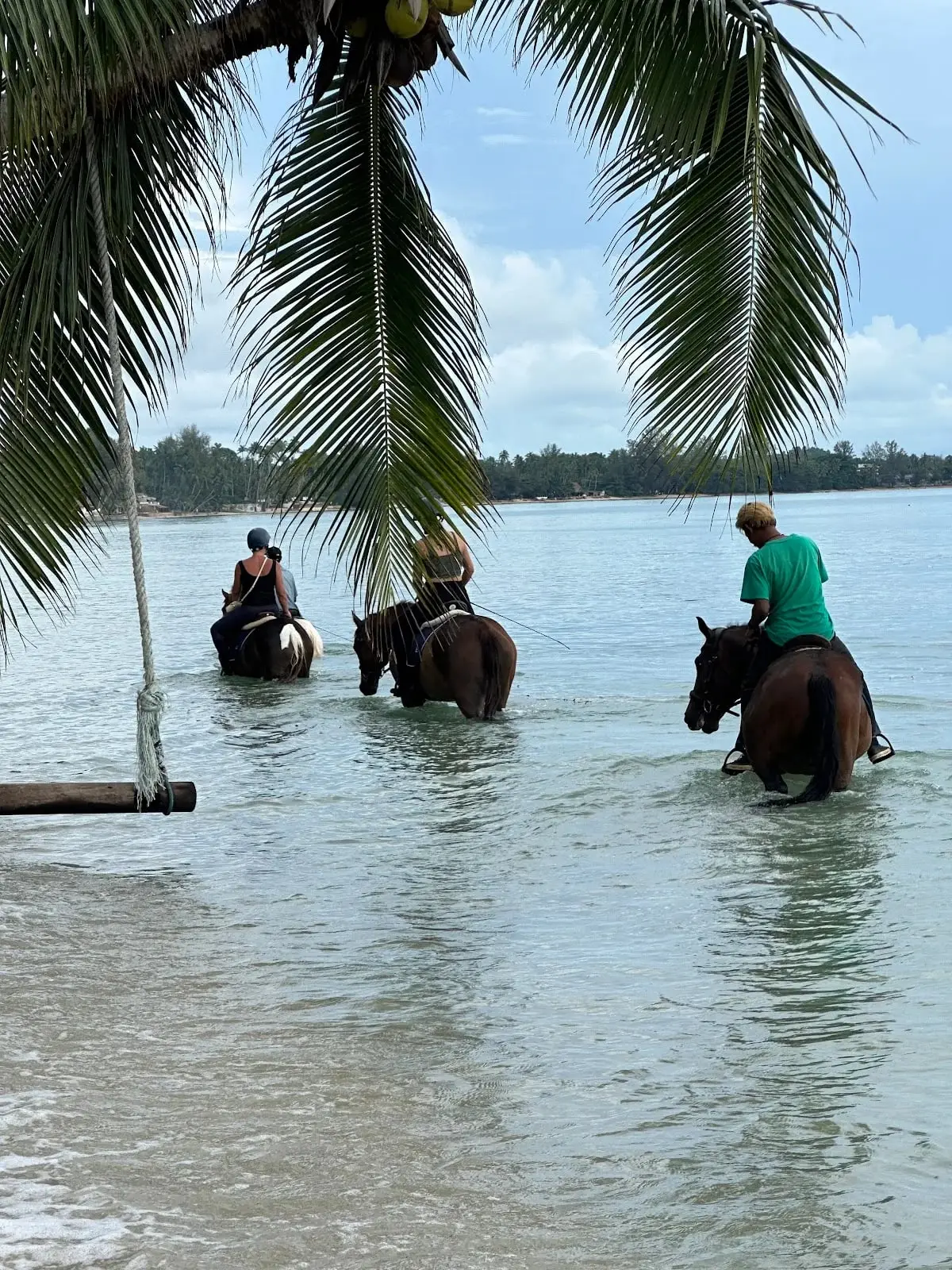 Following the guide through shallow water beside the coconut palms