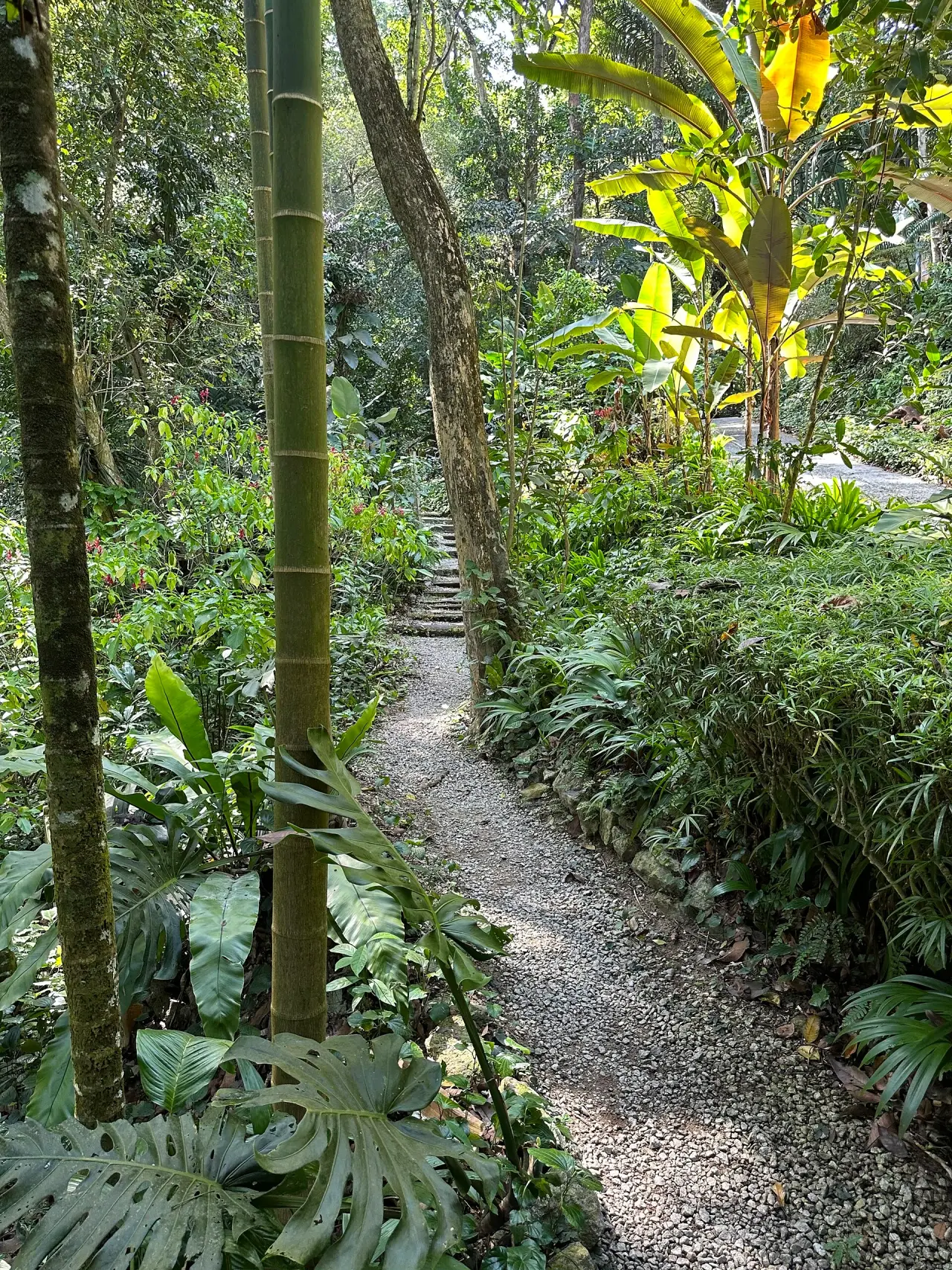 Un camino de grava iluminado por el sol entre bambú y plantación tropical densa en Tropical Spice Garden en Penang
