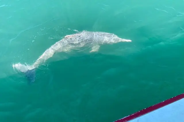 A dolphin surfacing beside the sightseeing boat