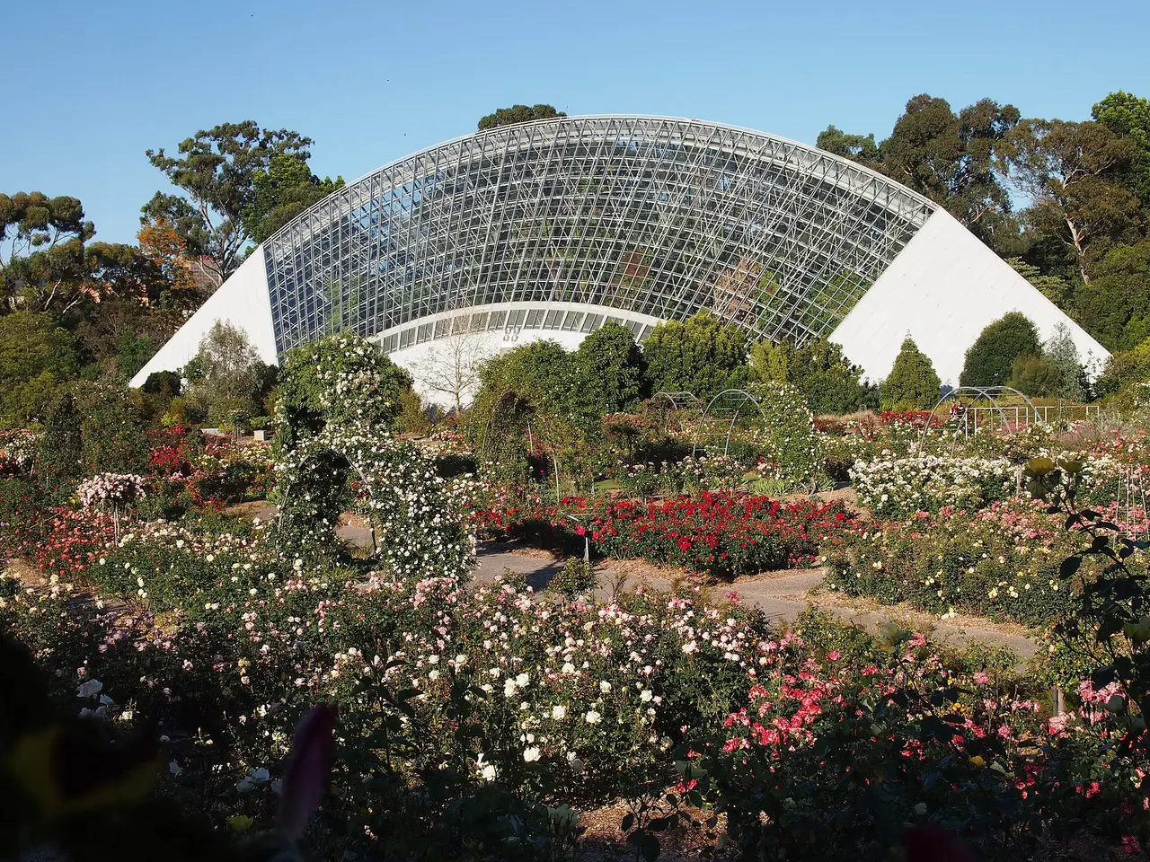 Rose beds and the complete curved roof of the Bicentennial Conservatory in Adelaide Botanic Garden
