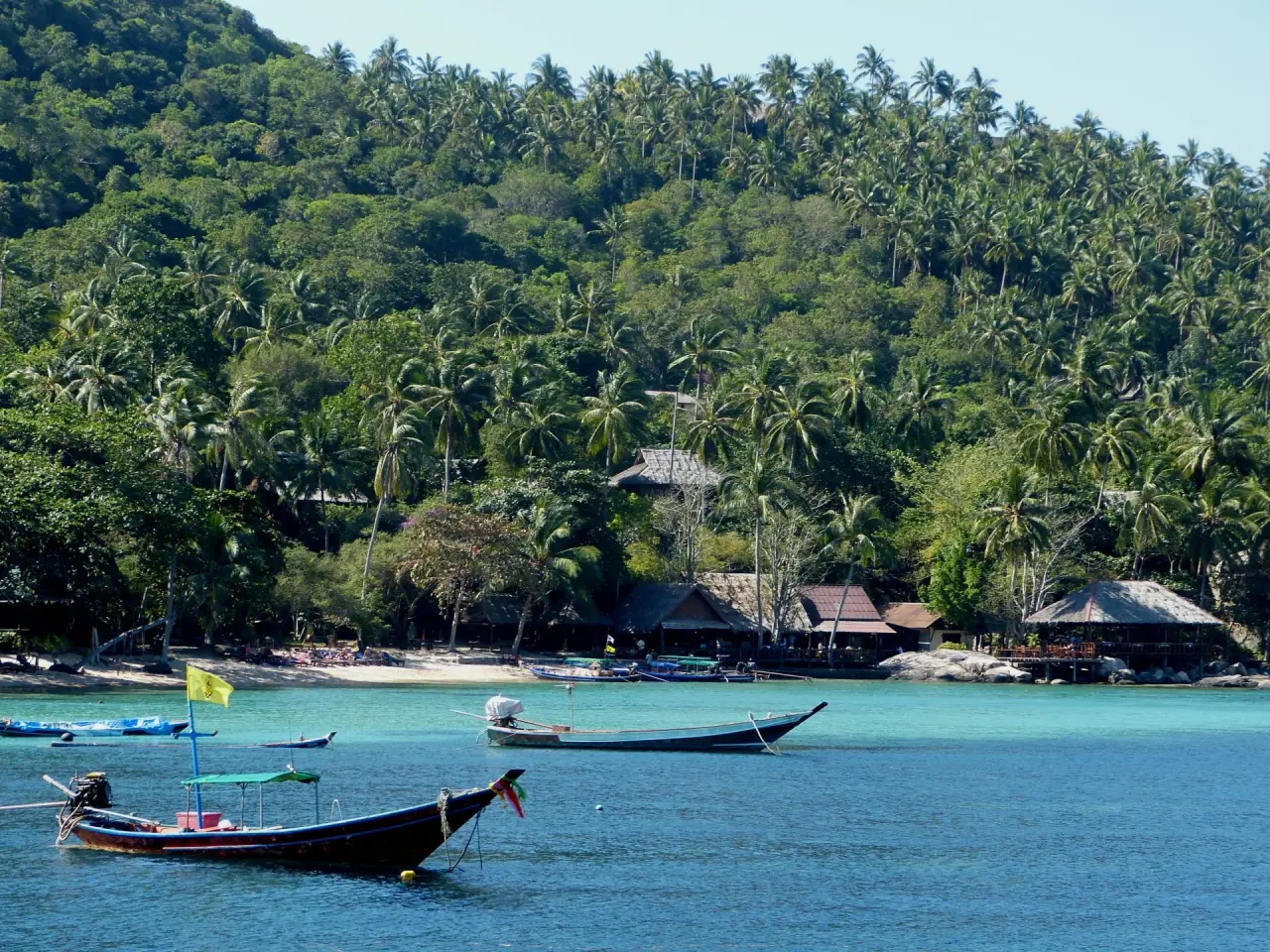 Longtailboote an einer palmengesäumten Küste auf Ko Tao, Thailand