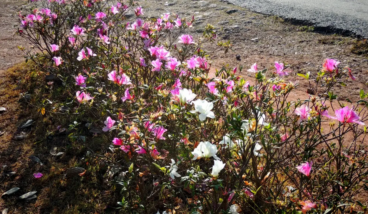 Arbustes à fleurs roses et blanches en plein soleil Phu Ruea Parc national, Loei.