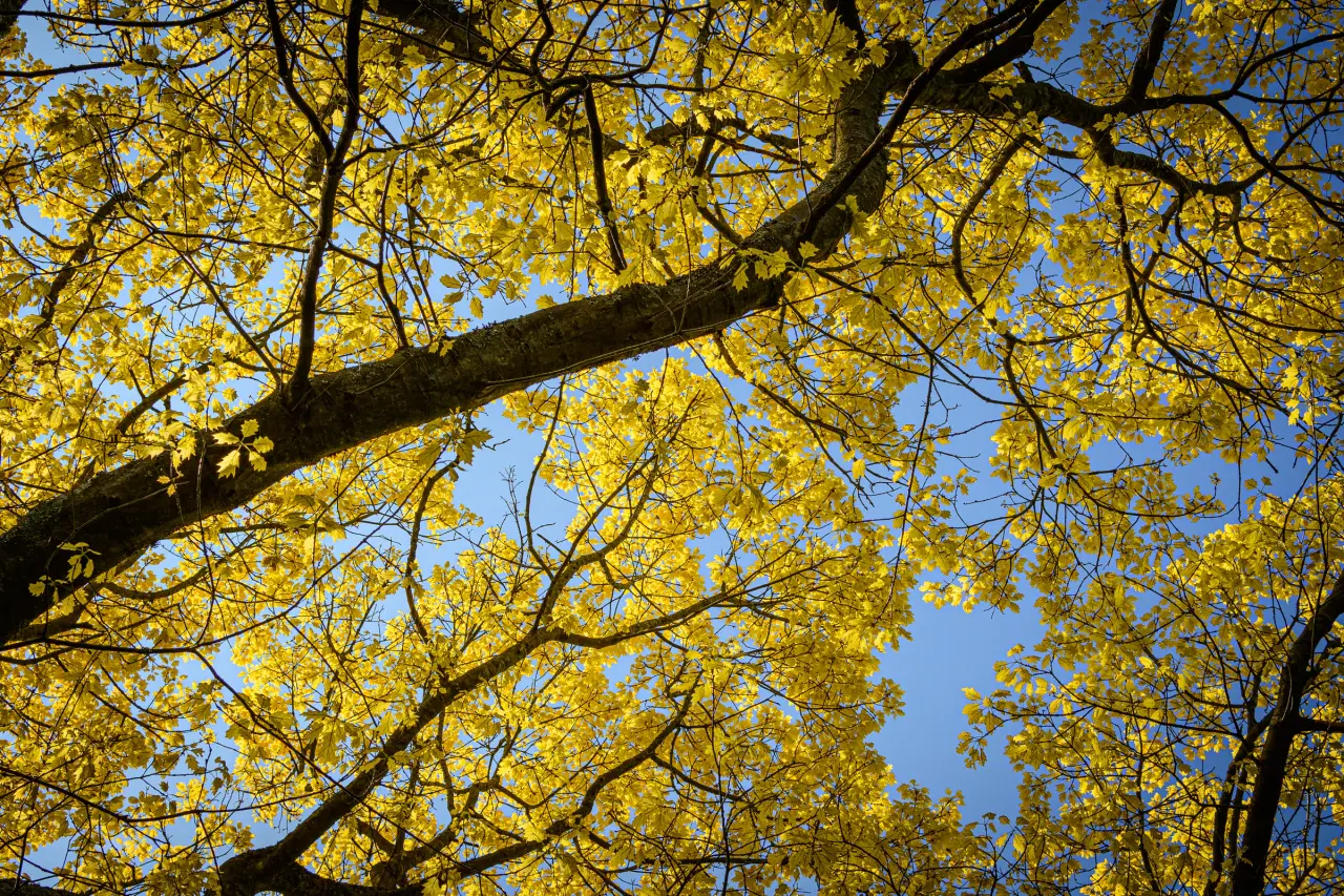 Sunlit golden foliage and a branching tree canopy against a clear blue sky at the Royal Botanic Garden Edinburgh.