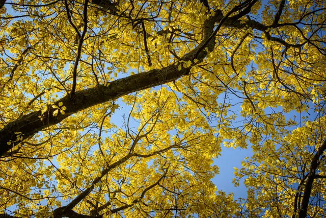 Edinburgh Royal Botanic Garden: living collections and a first walk, travel inspiration