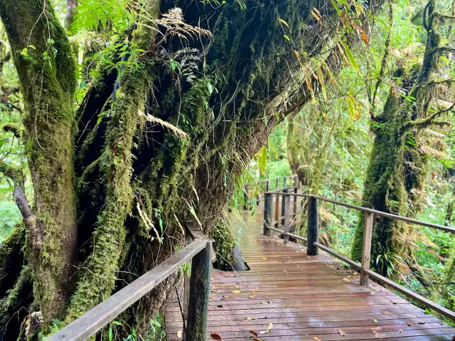Ang Ka at Doi Inthanon: a short walk through a high mountain forest, travel inspiration