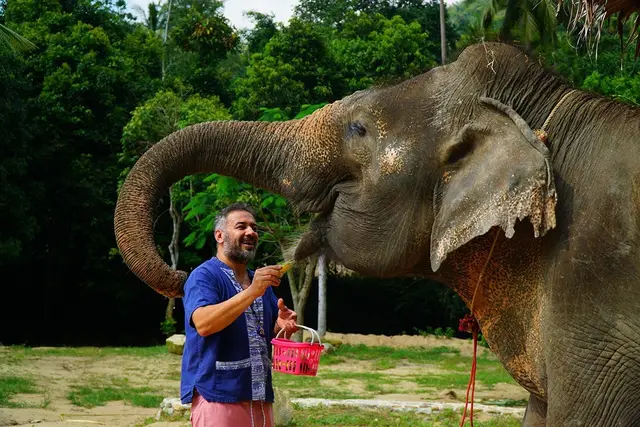 Feeding an elephant after preparing its food