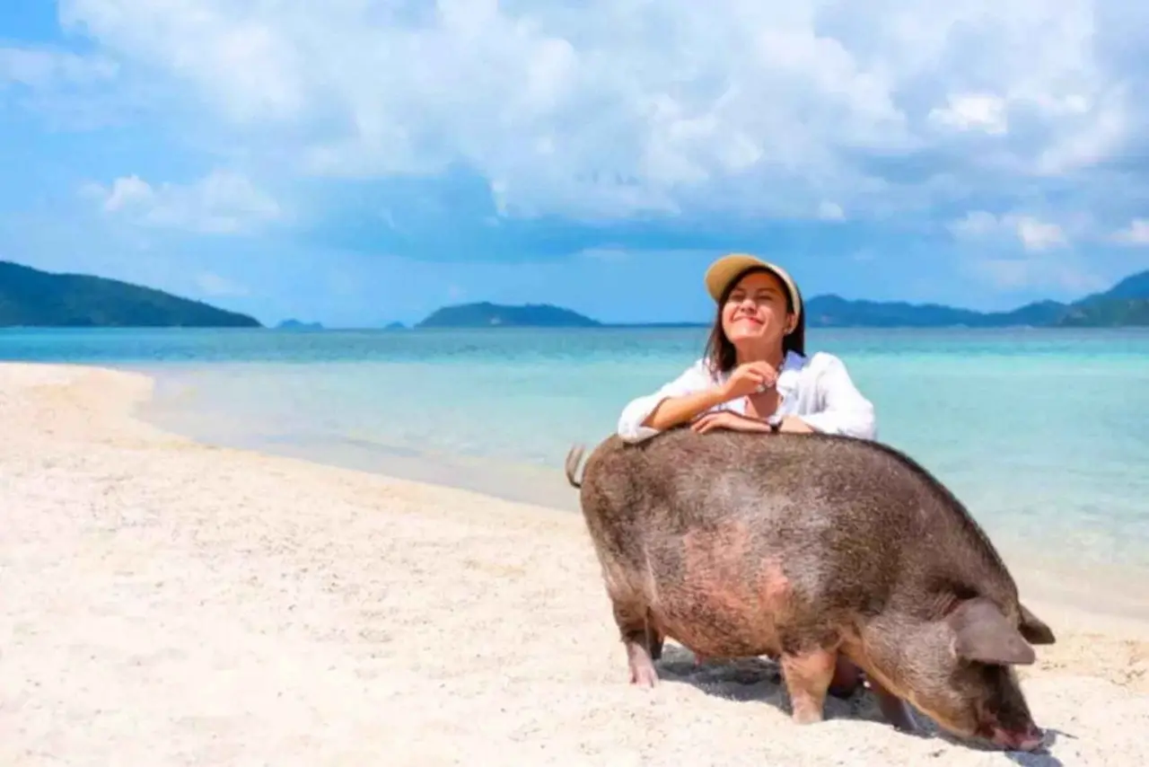 Meeting the pigs on Koh Madsum’s sandy beach