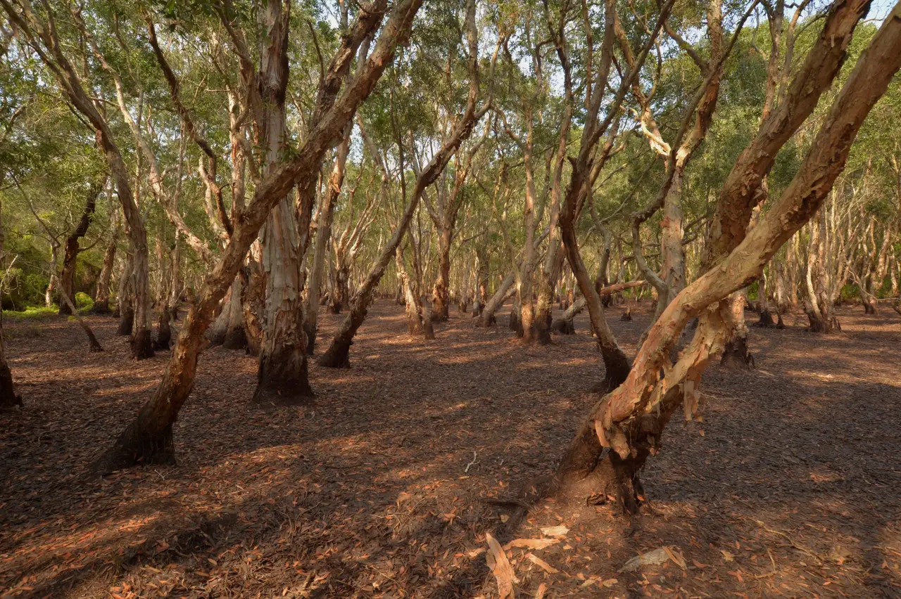 Warm sunlight between paperbark trees on the forest floor at Rayong Botanical Garden.