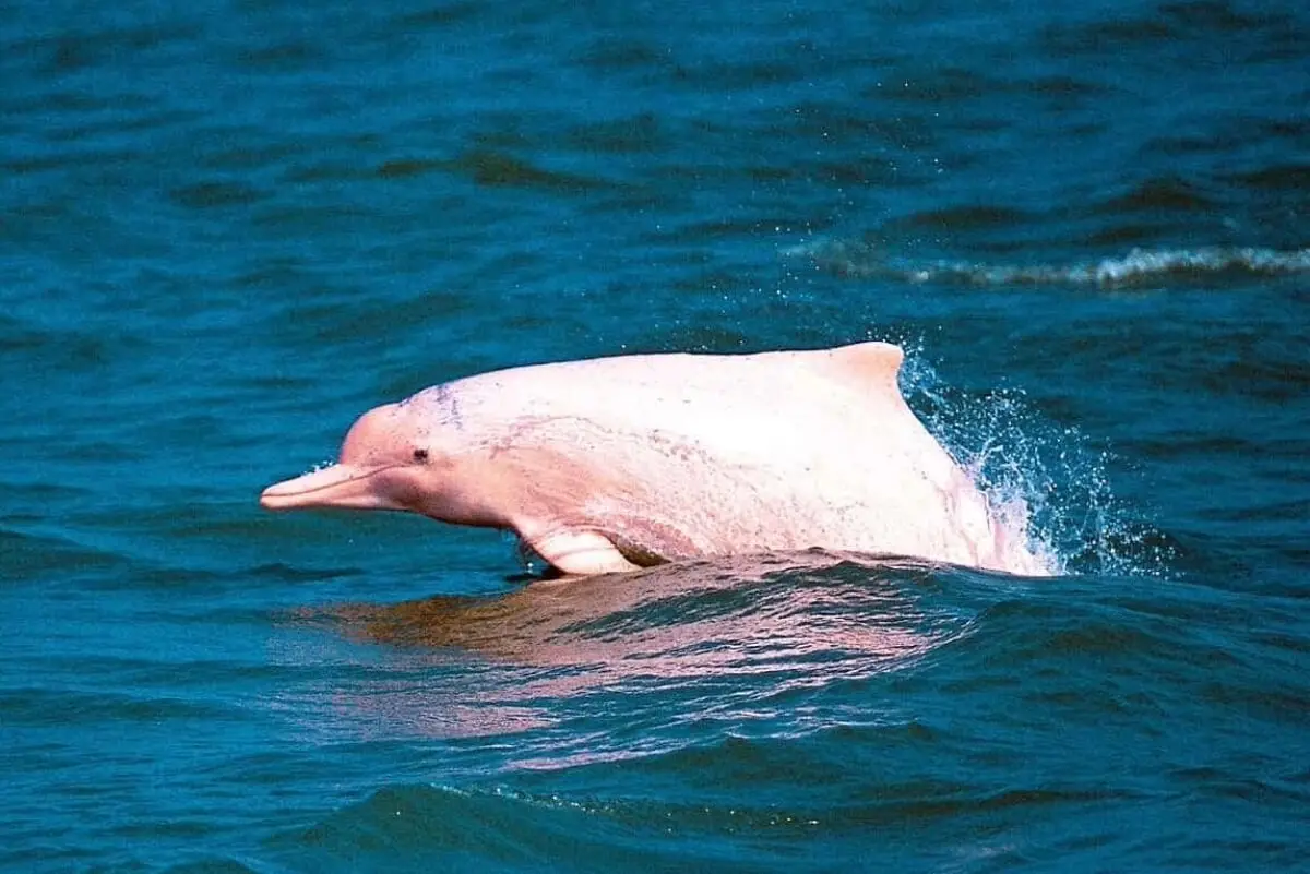 A wild pink dolphin surfacing at sea; sightings are not guaranteed